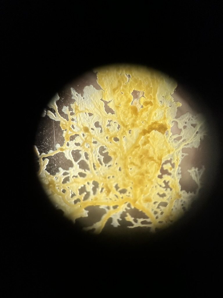 Yellow slime mold in a circular microscope view on black.