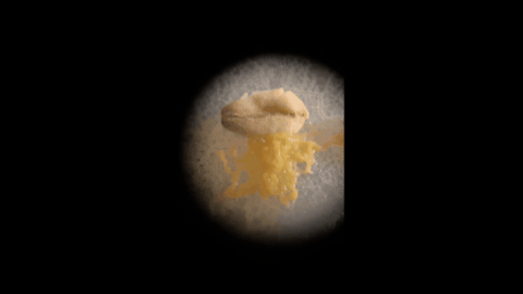 Sped-up microscope footage of slime mold spreading.